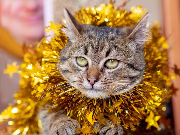 Klein gestreept katje met kerstslingers. nieuwjaarsbijeenkomst