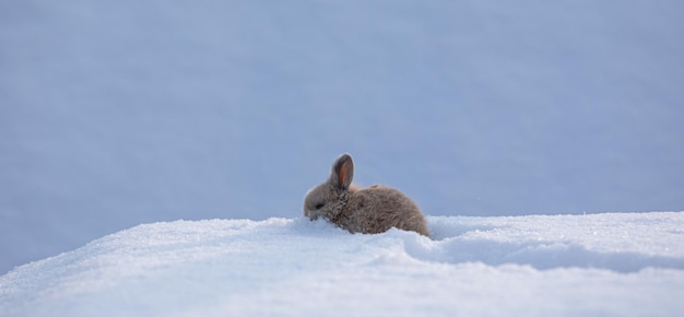 klein grappig bruin konijn in de sneeuw