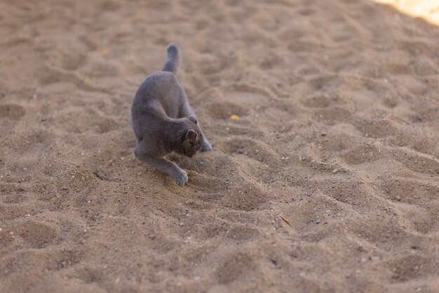 Klein grijs en wit katje dat zijn uitwerpselen buiten begraaft. Katachtige netheid. Een kat snuffelt en raakt de grond aan met zijn poot.