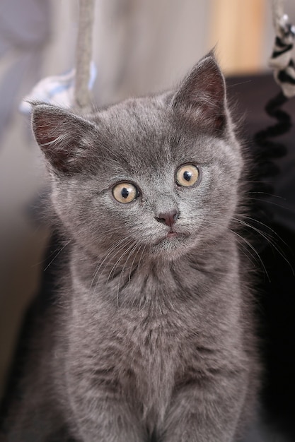 Klein grijs katje met gele ogen langharig schattig een kat
