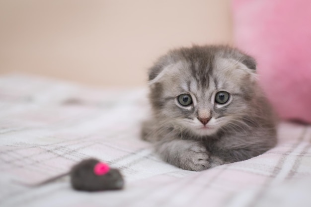 Klein grijs katje zit thuis op een warme deken op bed naast bolletjes draad en speelgoedmuis