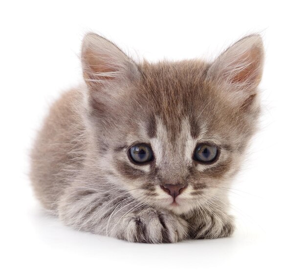Klein grijs kitten