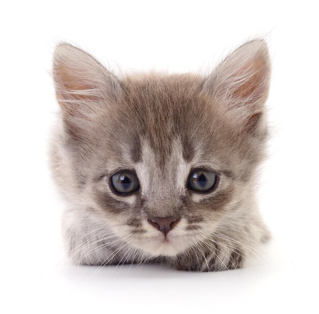 Klein grijs kitten