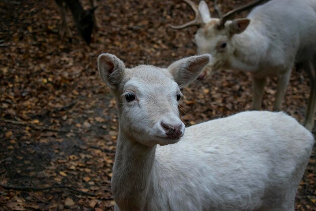 Klein hert in herfstbos