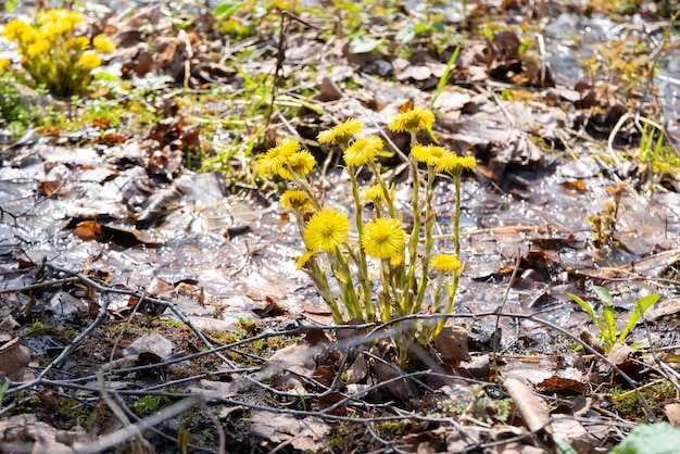 Klein hoefblad bloeit in het voorjaarsbos Blooming Tussilago farfara in april