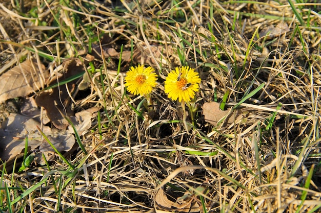 Klein hoefbladbloem tussilago farfara op de weide