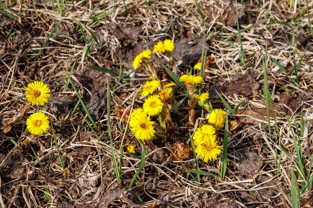 Klein hoefbladbloem Tussilago farfara op weide