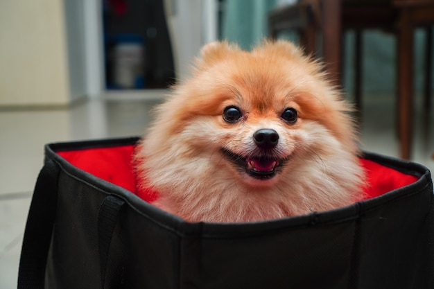 Klein hondenras of pomeranian in een zwarte tas