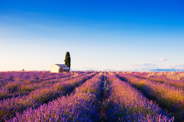 Klein huis in lavendelvelden bij zonsondergang in de buurt van Valensole, Provence, Frankrijk. Mooie zomerse landschap.