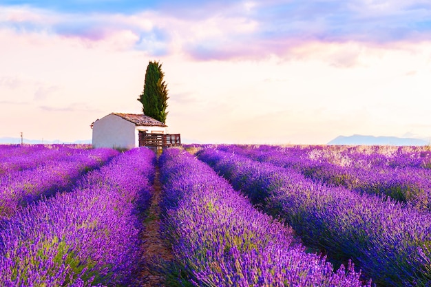 Klein huis in lavendelvelden bij zonsopgang in de buurt van Valensole, Provence, Frankrijk. Mooie zomerse landschap. Beroemde reisbestemming