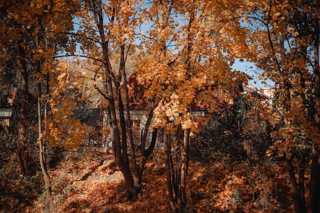 Klein huisje in de gele gsrden, herfstachtergrond. Witte huis in het herfstbos