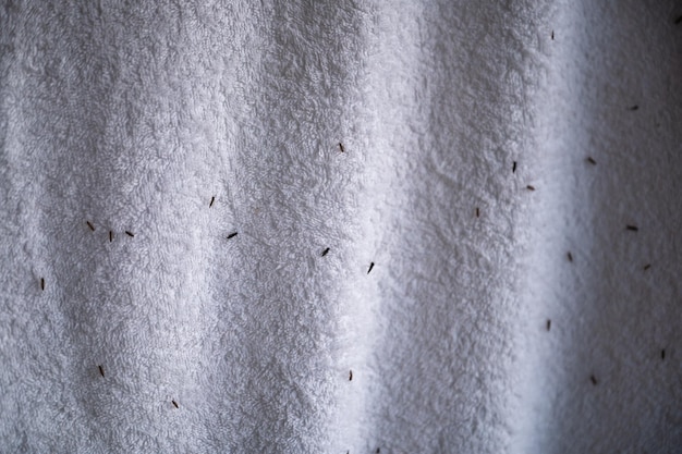 Klein insect plakt op witte handdoek