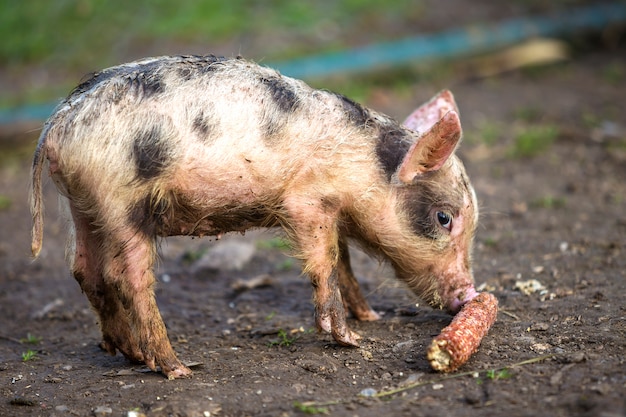 Klein jong grappig vuil roze en zwart varkensbiggetje dat zich in openlucht op zonnig boerenerf bevindt. Zaai landbouw, natuurlijke voedselproductie.