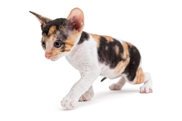 Klein katje Cornish Rex