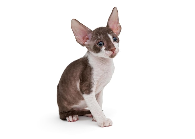 Klein katje Cornish Rex