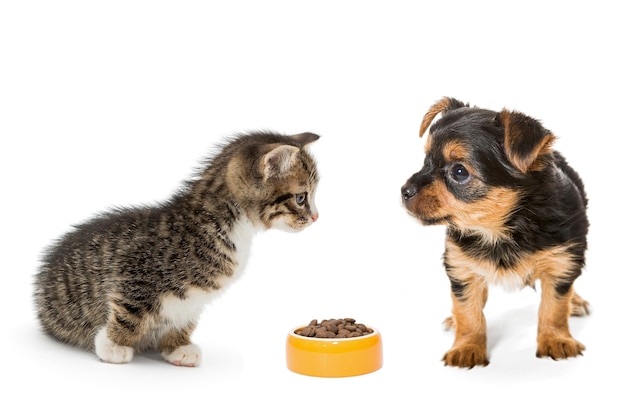 Klein katje en een puppy met een kom droogvoer