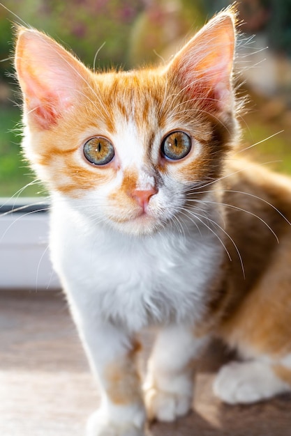 Klein katje met zure room op zijn neus Traktaties voor katten