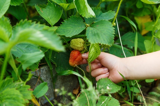 Klein kind aardbeien plukken