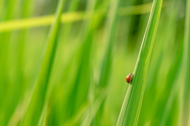 Klein lieveheersbeestjeinsect in het midden van de groene aard die verfrist is