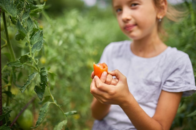 Klein meisje dat eet en geniet van de heerlijke oogst van biologische rode tomaten