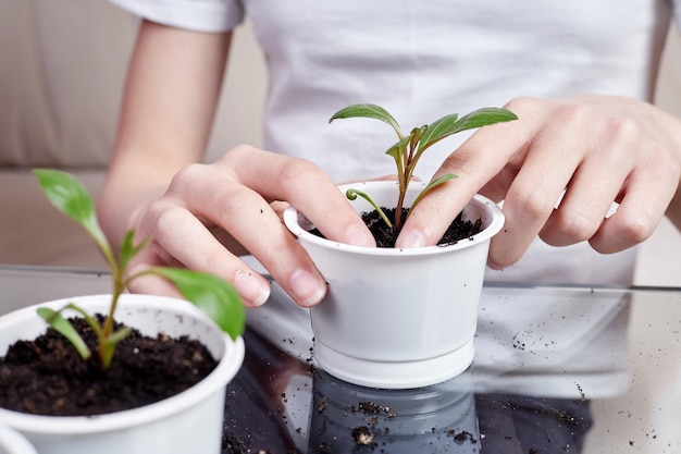 Klein meisje plant zaailingen thuis in een nieuwe pot