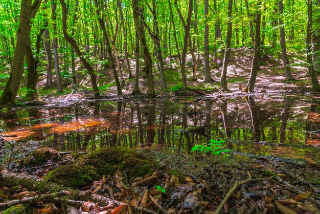 Klein moeras in een groen bos