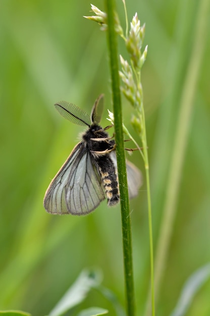 Klein motteninsect in het gras