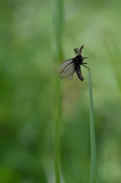 Klein motteninsect in het gras