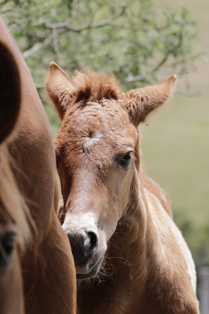 Klein paard