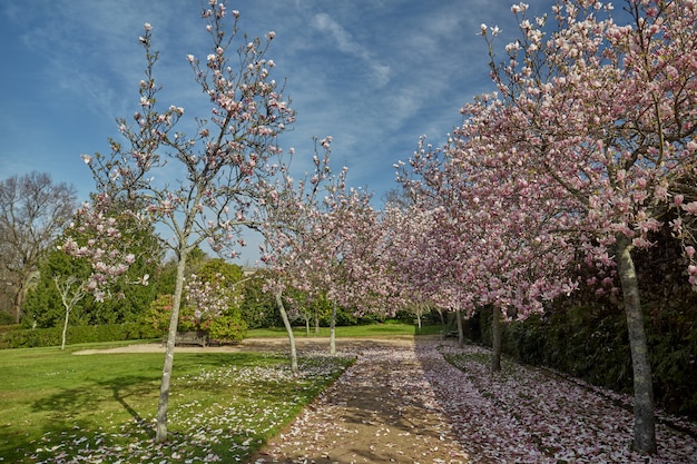 Klein pad tussen bloeiende magnoliabomen