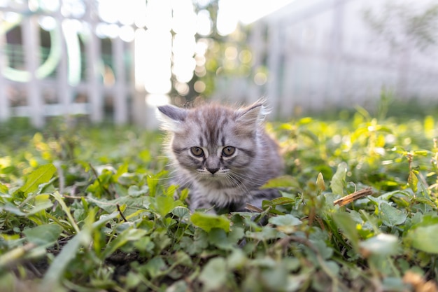 Klein pluizig katje in het gras