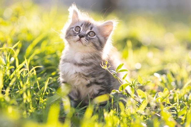 Klein pluizig katje in het gras