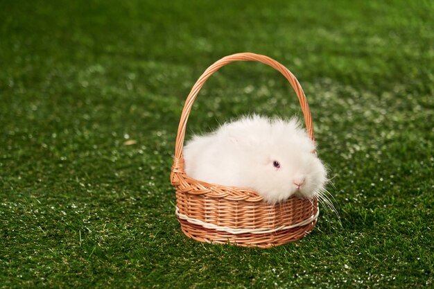 Klein pluizig wit konijn, Angora-ras, die in een mand op een groene Mat zitten