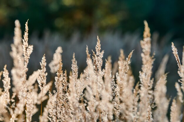 Klein rood gras in een veld