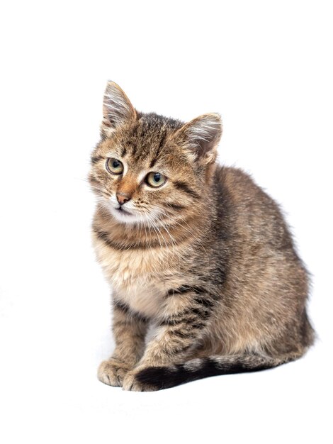 Klein schattig gestreept katje op een witte geïsoleerde achtergrond