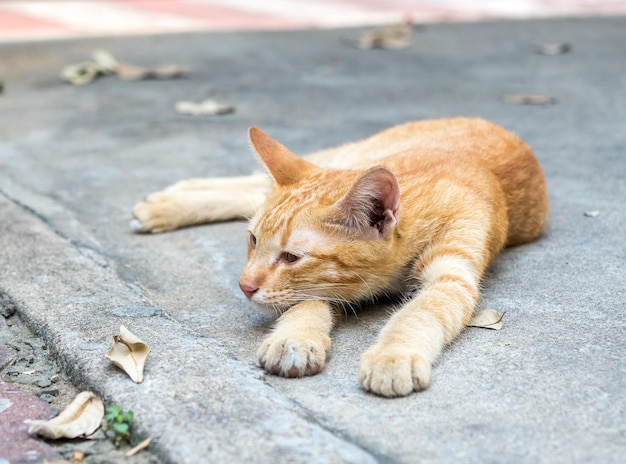 Klein schattig goudbruin katje, comfortabel en lui, lag op de betonnen buitenvloer, focus op zijn oog
