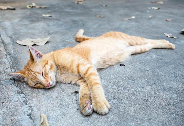 Klein schattig goudbruin katje, comfortabel en lui, lag op de betonnen buitenvloer, focus op zijn oog