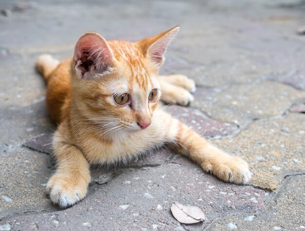 Klein schattig goudbruin katje lag comfort op de betonnen buitenvloer selectieve focus op zijn oog