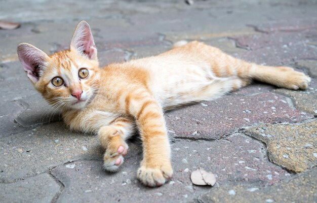 Klein schattig goudbruin katje lag comfort op de betonnen buitenvloer selectieve focus op zijn oog