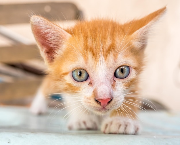 Klein schattig goudbruin katje met blauwe ogen in de achtertuin van het huis, selectieve focus op zijn oog