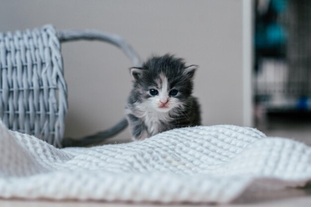 Klein schattig grijs en wit katje dat voorzichtig op houten vloer loopt. Huisdieren in huis