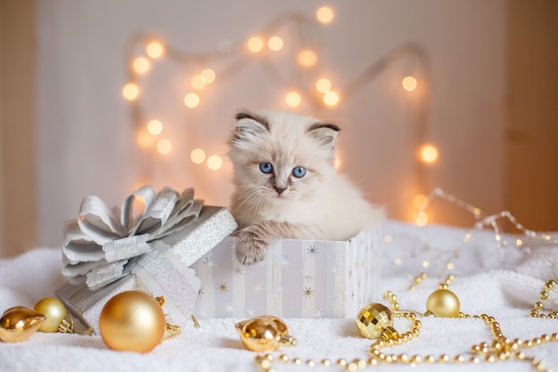 Klein schattig katje in een geschenkdoos op kerstdecor