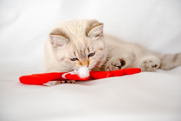 klein schattig katje op een witte achtergrond in het nieuwjaarsdecor knaagt aan een nieuwjaarsspeelgoed