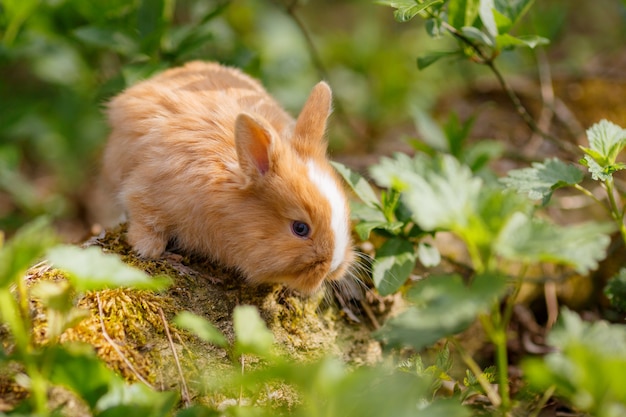 Klein schattig konijn in het gras