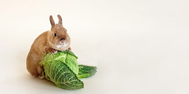 Klein schattig konijn op beige achtergrond met kool. Huisdieren thuis, huisdieren, landbouw en gezonde voeding banner.