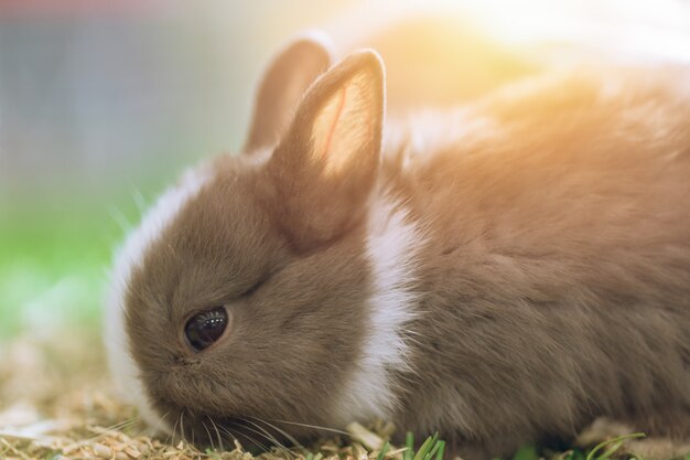 Klein schattig konijn op groen gras