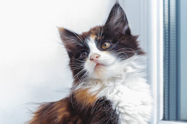 Klein schattig pluizig katje in de kamer bij het raam