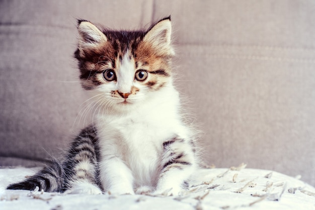 Foto klein schattig pluizig katje zit op de bank