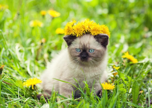 Klein siamees katje met een kroon van paardebloemen