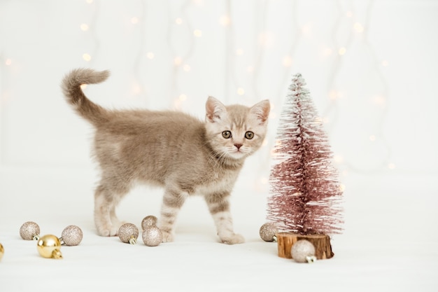 Klein tabby grijs katje met kerstboom. schotse rechte. Licht en kerstballen